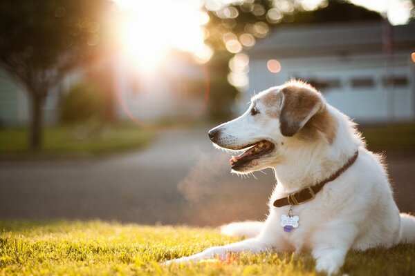 At sunset, the dog lies on the green grass