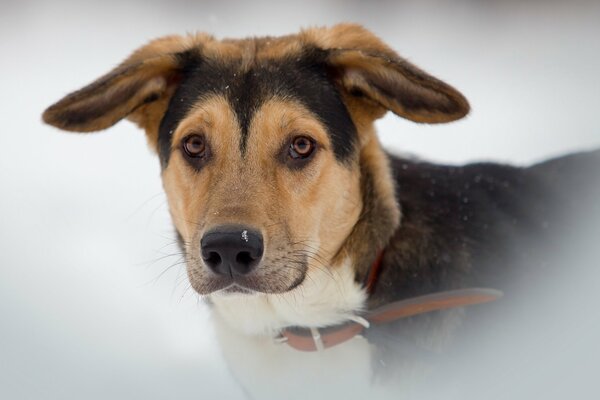 A dog with an intelligent look