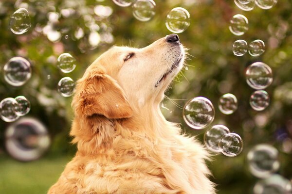 Süßer Hund, umgeben von Seifenblasen