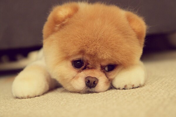 A small fluffy pomeranian is sad by the sofa