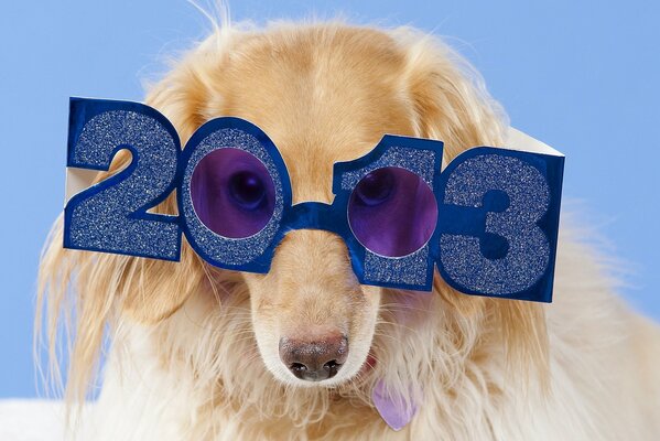 Dachshund de luz con gafas de año nuevo