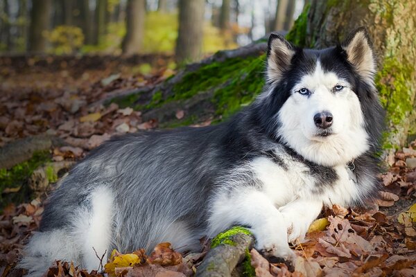 Perro grande blanco y negro yace junto a un árbol