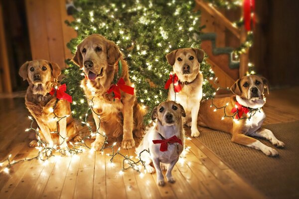 Weihnachtsstimmung von Hunden