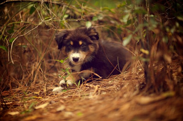 Ridley puppy na łonie natury w trawie