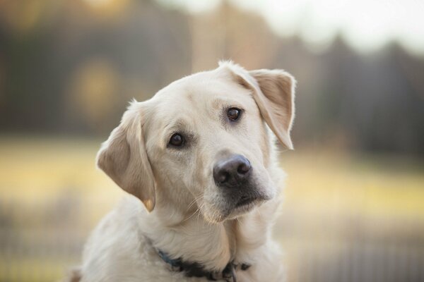Regard triste d un chien blanc mignon