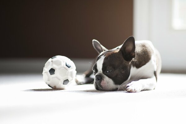 Bulldog francese e palla nelle vicinanze