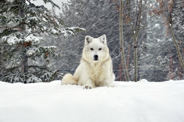 Le chien blanc moelleux n a pas peur du gel et de la neige