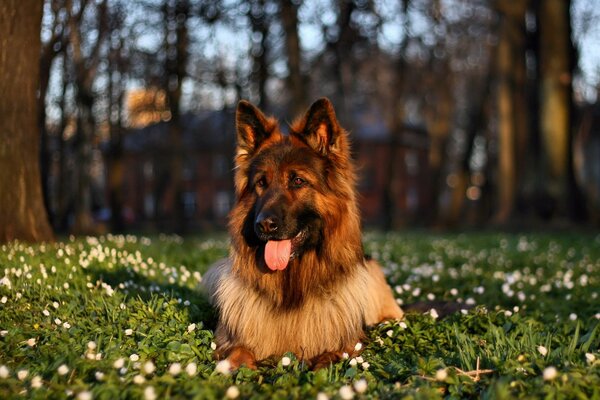 Compatibilidad de la belleza de la naturaleza y el perro