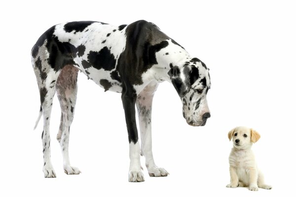Un grand chien se tient debout et regarde vers le bas sur un petit chiot qui est assis