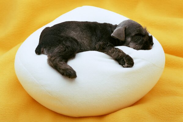 Il piccolo cucciolo dorme dolcemente sul cuscino