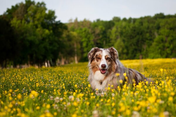 Hund im Feld auf Blumen Hintergrund