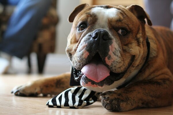 Bulldog in cravatta con la lingua fuori