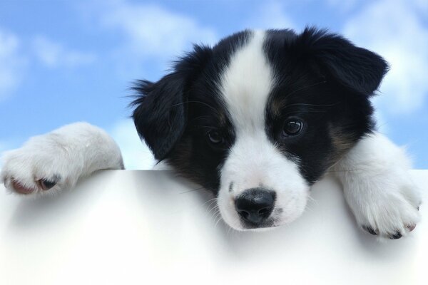 Chiot noir et blanc sur fond de ciel bleu
