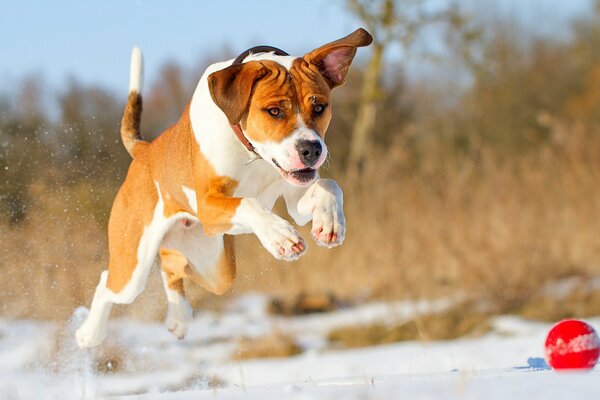 Giocare all aperto con il tuo cane è fantastico