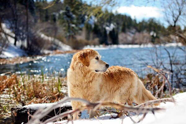 Il Retriever ha deciso di fare una passeggiata in primavera sul fiume