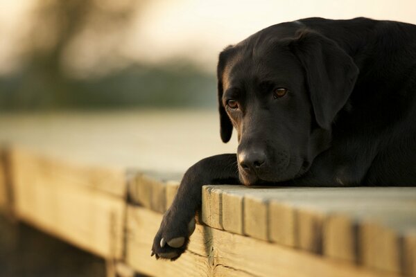 Perro negro yace en un puente de madera