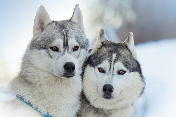 Beautiful dogs on a winter background