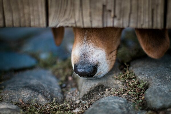 Naso cane recinzione pietre