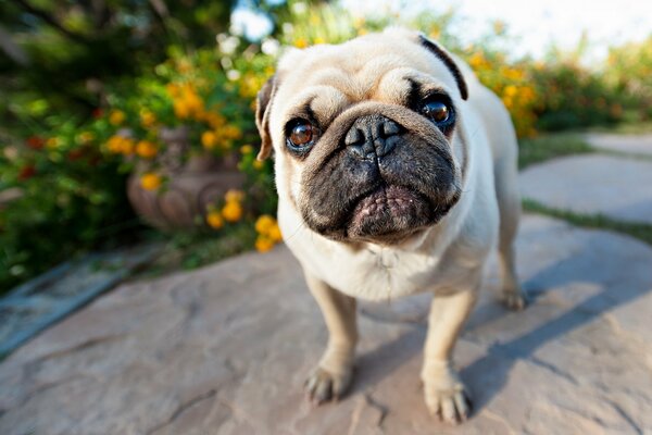 Cute pug dog. Smart look