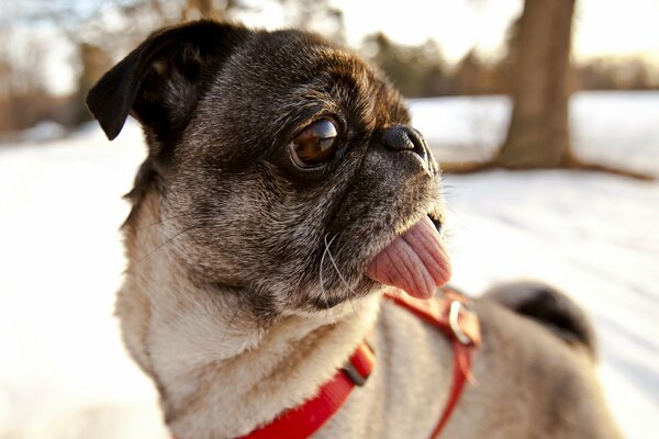 Pug saca la lengua en un paseo