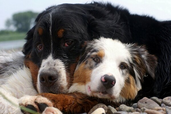 Dos perros lindos. Amigos del hombre
