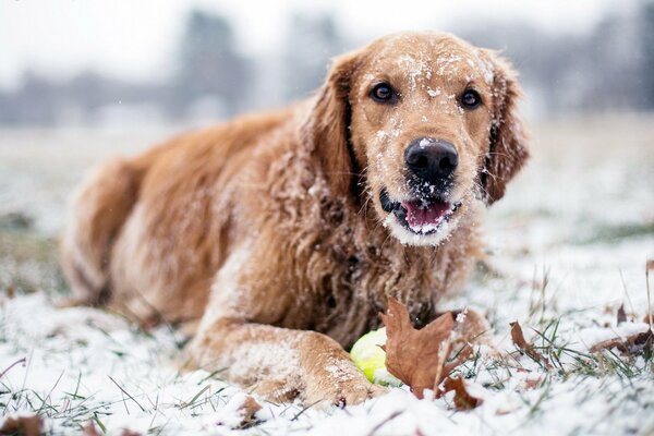 Il cane giace sulla neve in inverno