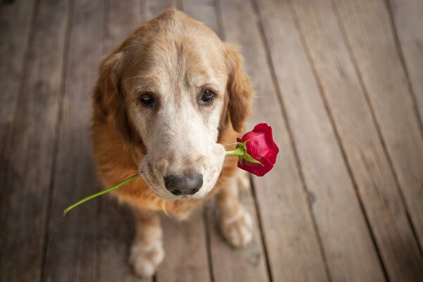 Der Hund sitzt und hält eine Rose im Maul