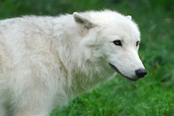 Weißer arktischer Wolf auf grünem Gras Hintergrund