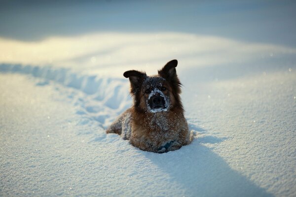 The dog lies in the snow in winter