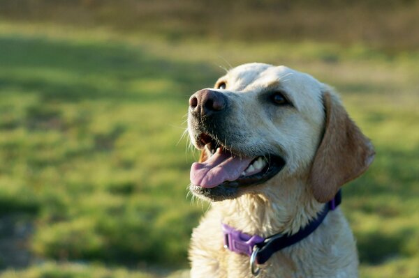 A kind fluffy dog in the field