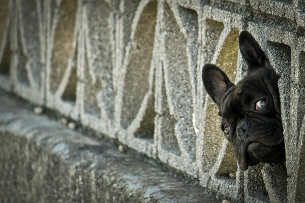 Sguardo curioso del bulldog francese
