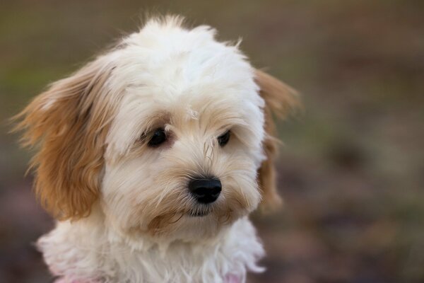 Regard triste d un chien mignon