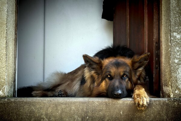 Cane amico pastore guardia