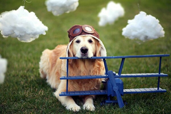 A dog in a helmet will fly on a plane