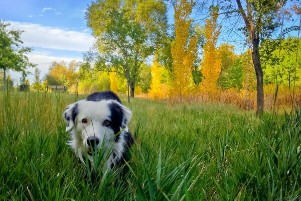 Cane macchiato nell erba verde