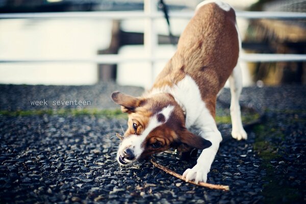 Der Hund spielt fröhlich mit einem Stock auf der Straße