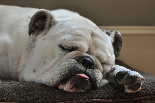 The bulldog sleeps with his tongue out