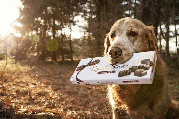 Chien avec des bonbons sur fond de nature
