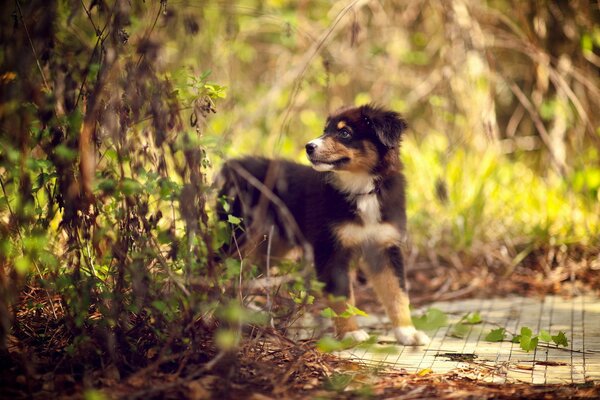 Pequeño cachorro en el bosque de verano