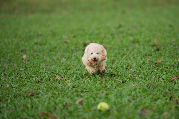 Dog playing with a ball on the lawn