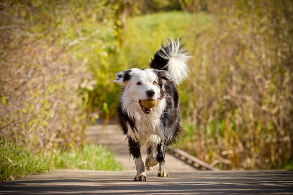 Perro con una pelota en los dientes corre por el callejón