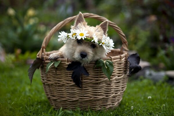 Chien avec une Couronne de fleurs sur la tête est assis dans un panier