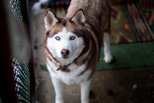 Blaue Augen eines treuen Hundes