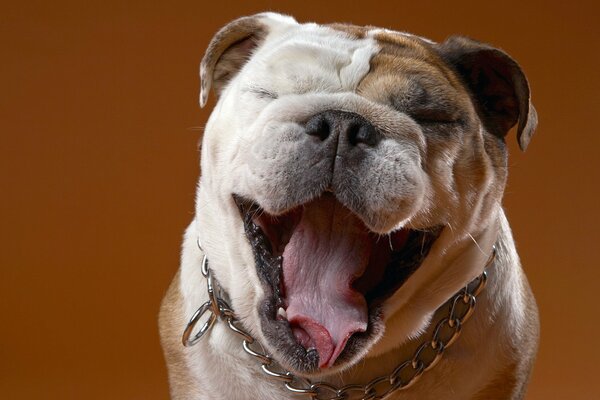 Un bulldog di ottimo umore sorride alla telecamera