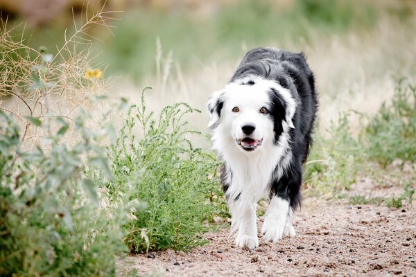 In the field, a dog runs on the grass