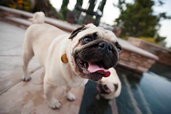 Der Hund. Welpe und Zunge. Mops