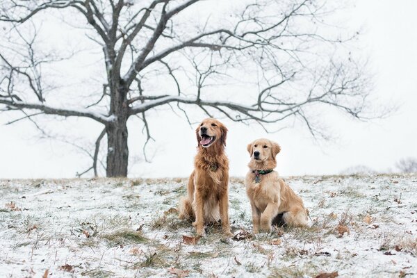 Two dogs on a snow-covered field