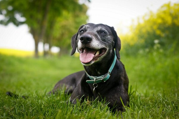 A black dog with a red collar on the grass