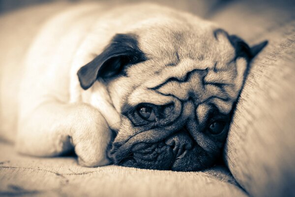 Pug triste yace en el Sofá
