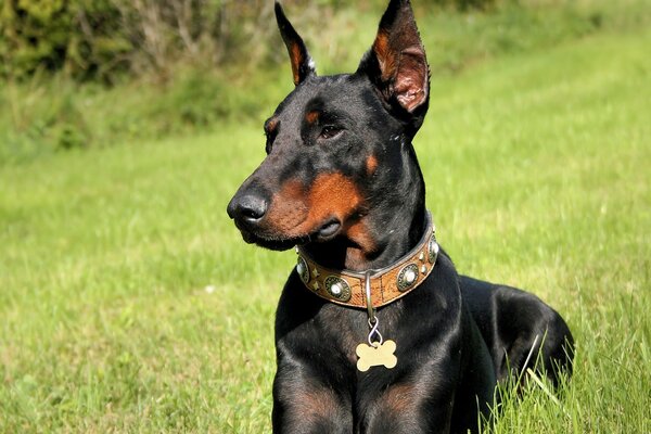 Doberman en la hierba alta esperando